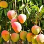 Kỹ thuật trồng xoài Alphonso từ cây giống đến thu hoạch
