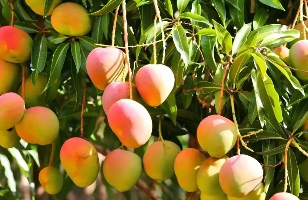 Kỹ thuật trồng xoài Alphonso 