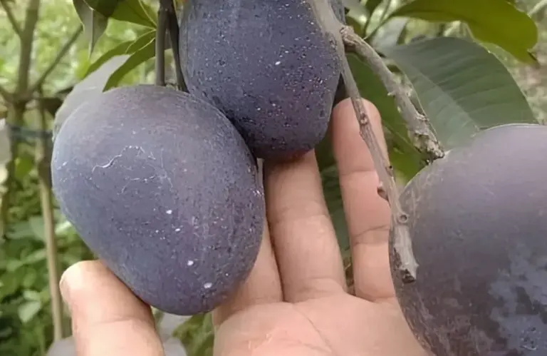 Kỹ thuật trồng Xoài Black Stone cho cây khỏe, nhanh cho trái