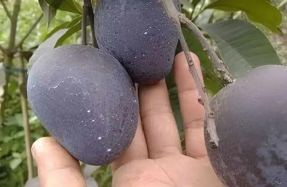 Kỹ thuật trồng xoài Black Stone