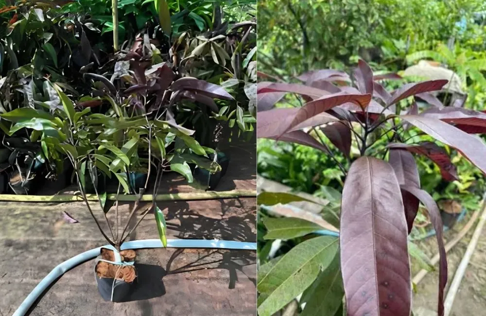 Kỹ thuật trồng xoài Black Stone