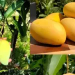 Kỹ thuật trồng xoài Carabao hiệu quả cho năng suất cao