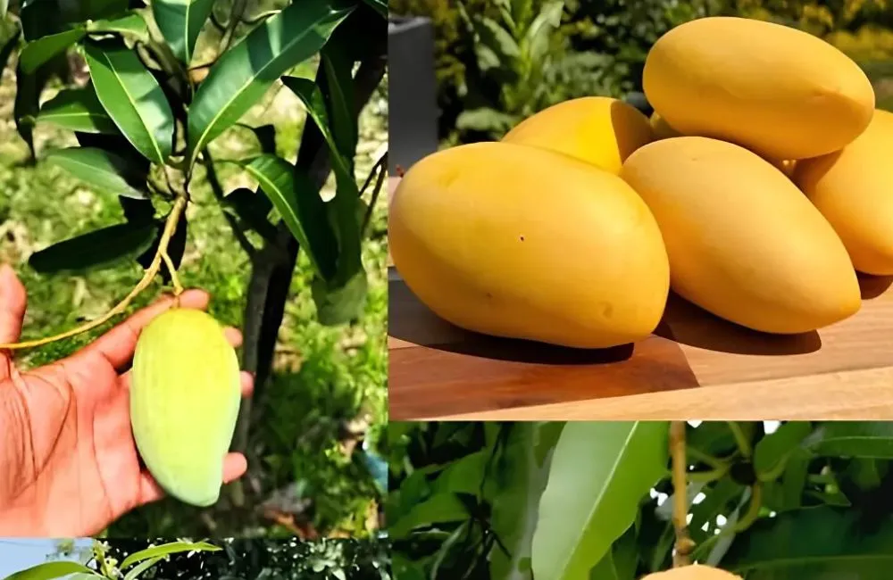 Kỹ thuật trồng xoài Carabao