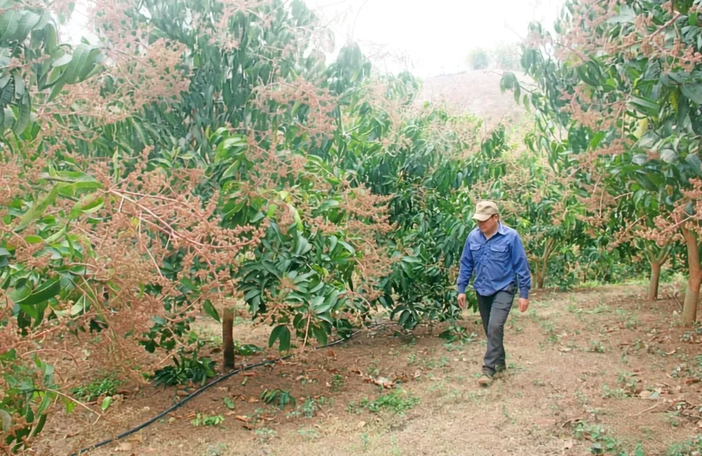 Kỹ thuật xử ký xoauf Carabao ra hoa