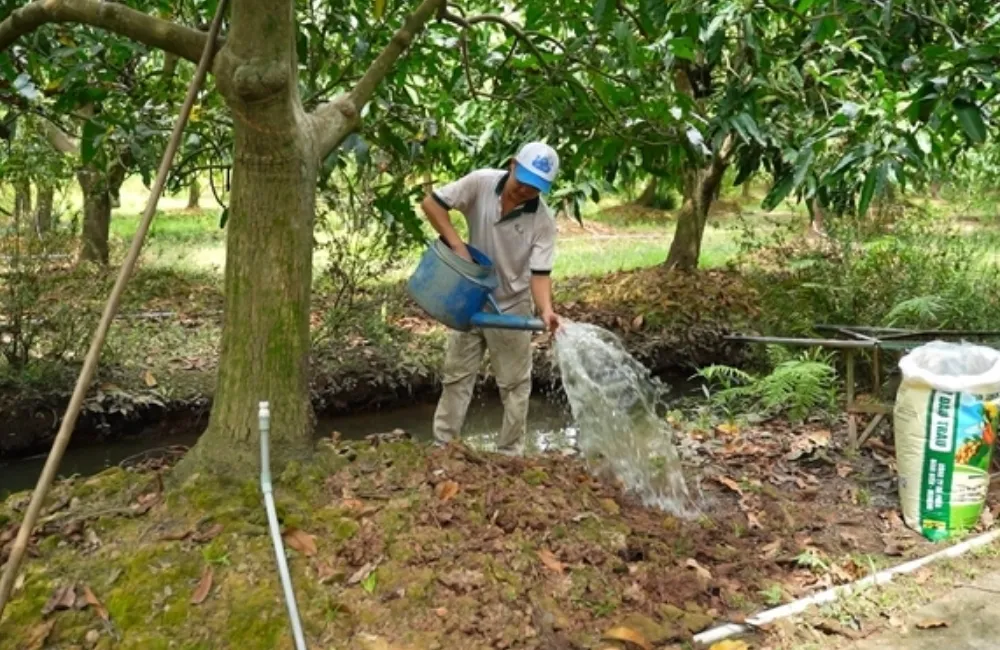 Kỹ thuật xử ký xoauf Carabao ra hoa
