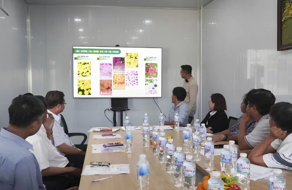 Mô hình trồng cúc mâm xôi cấy mô tại Chợ Lách