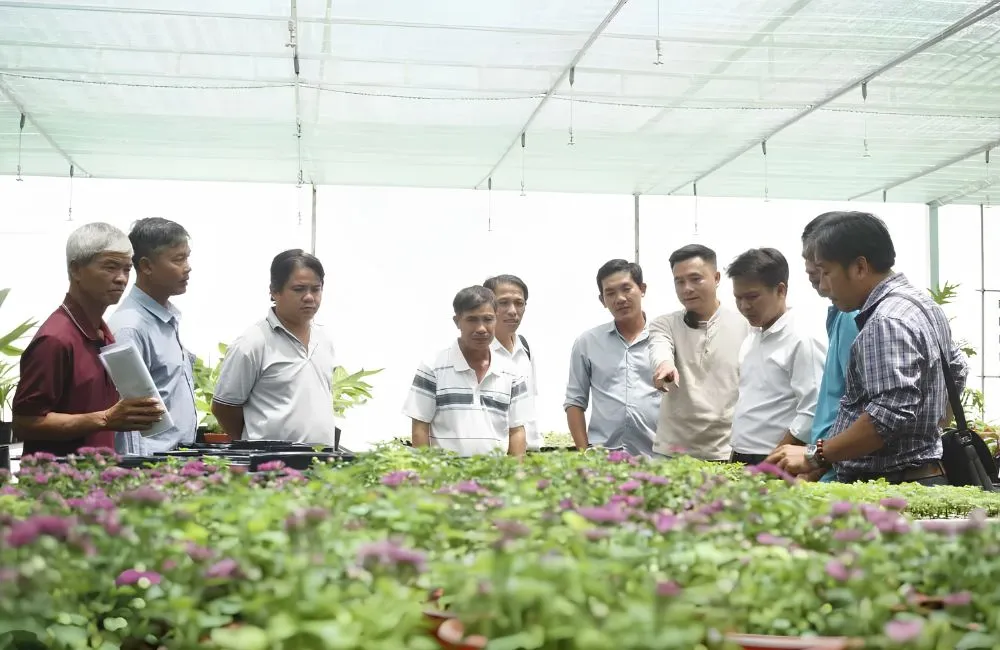 Mô hình trồng cúc mâm xôi cấy mô tại Chợ Lách