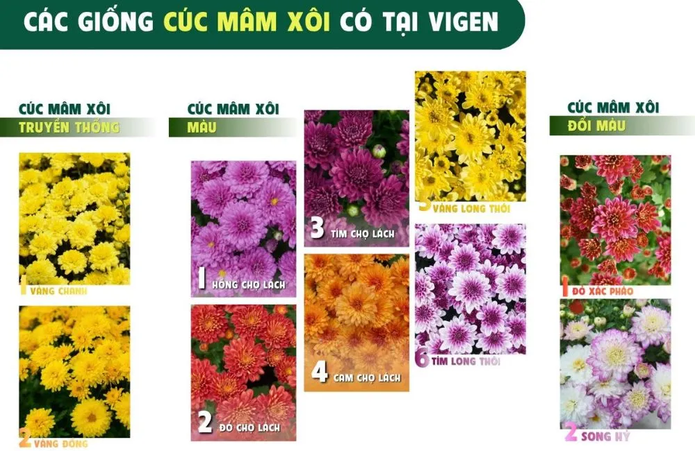 Mô hình trồng cúc mâm xôi cấy mô tại Chợ Lách