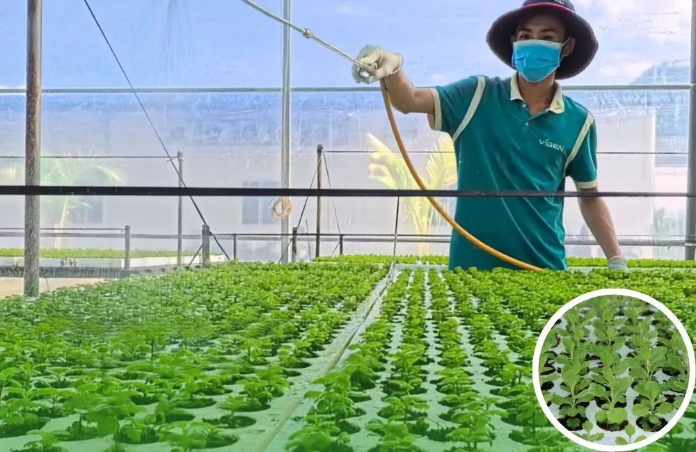 Mô hình trồng cúc mâm xôi cấy mô tại Chợ Lách