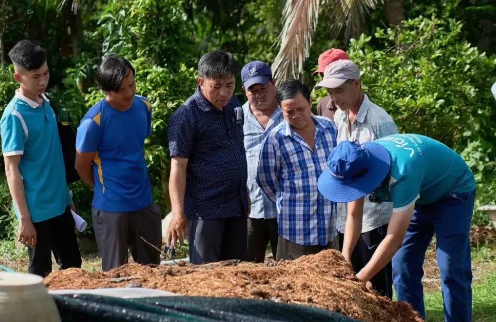 Mô hình trồng cúc mâm xôi cấy mô tại Chợ Lách
