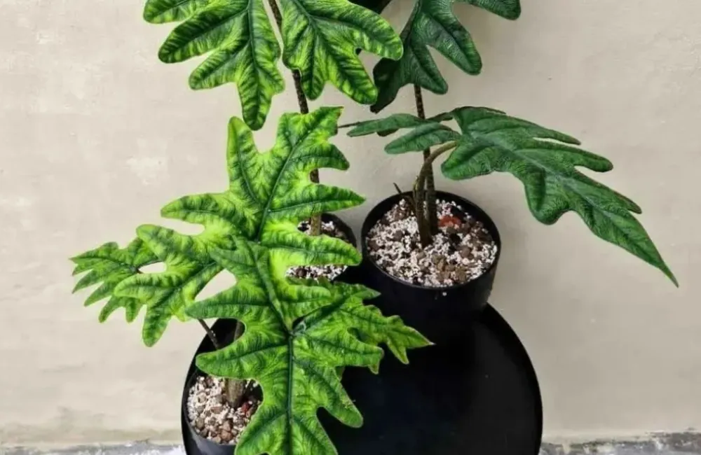 Mua Alocasia Jacklyn cấy mô