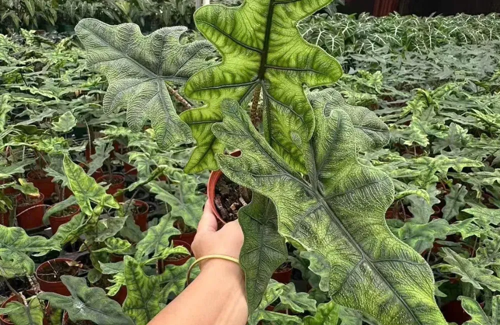 Mua Alocasia Jacklyn cấy mô