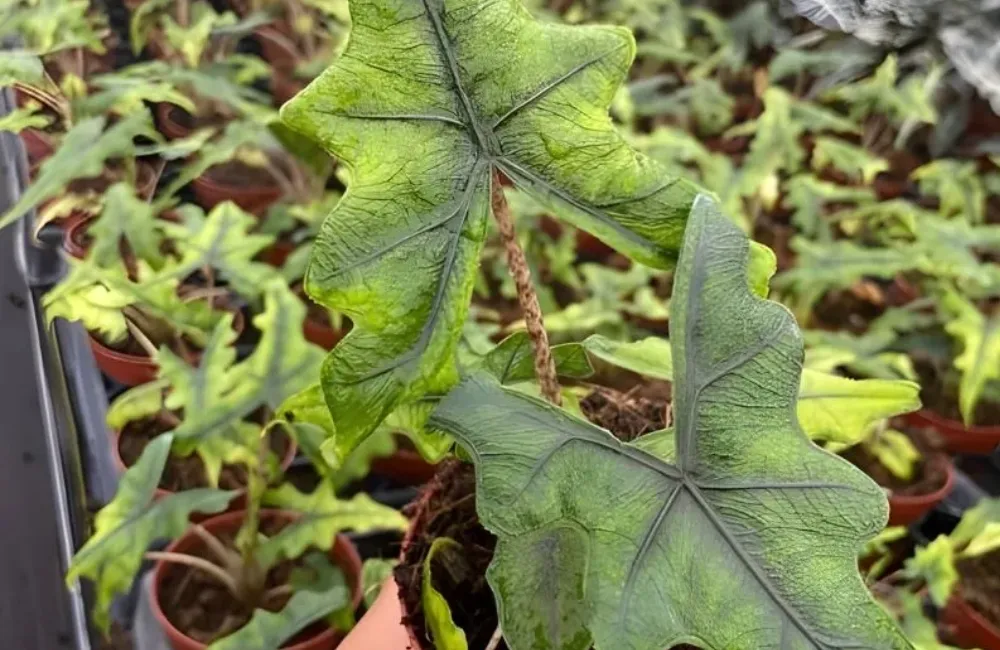Mua Alocasia Jacklyn cấy mô