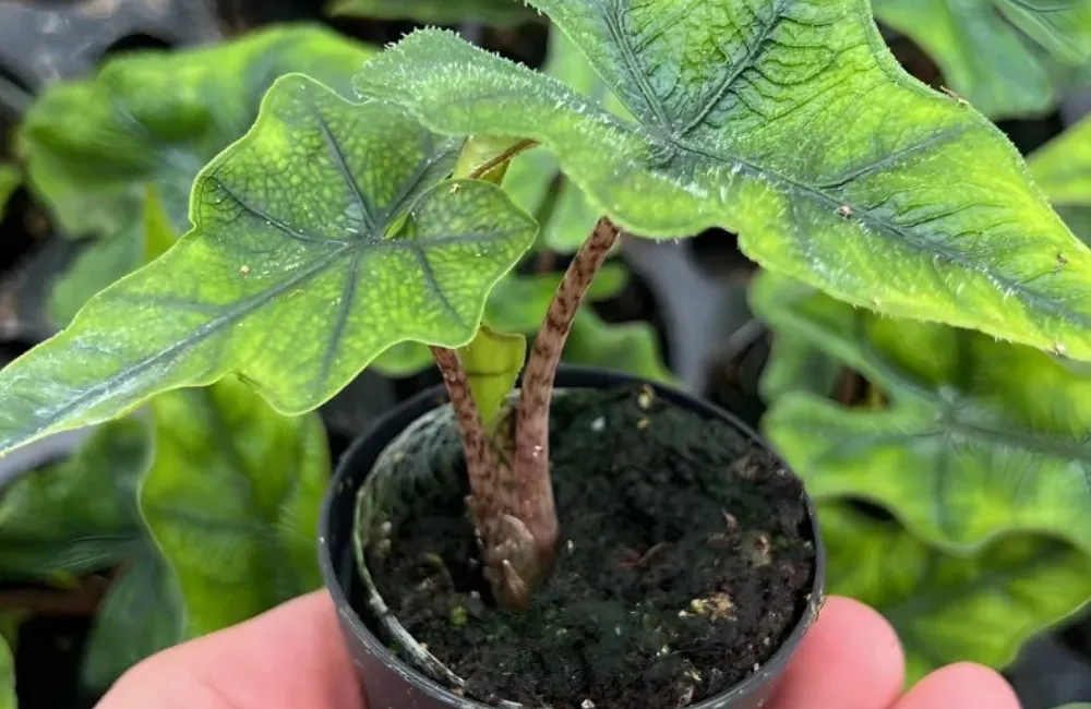 Mua Alocasia Jacklyn cấy mô