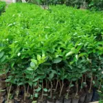 Mua cây Chanh Không Hạt chất lượng - Bí quyết chọn cây giống tốt