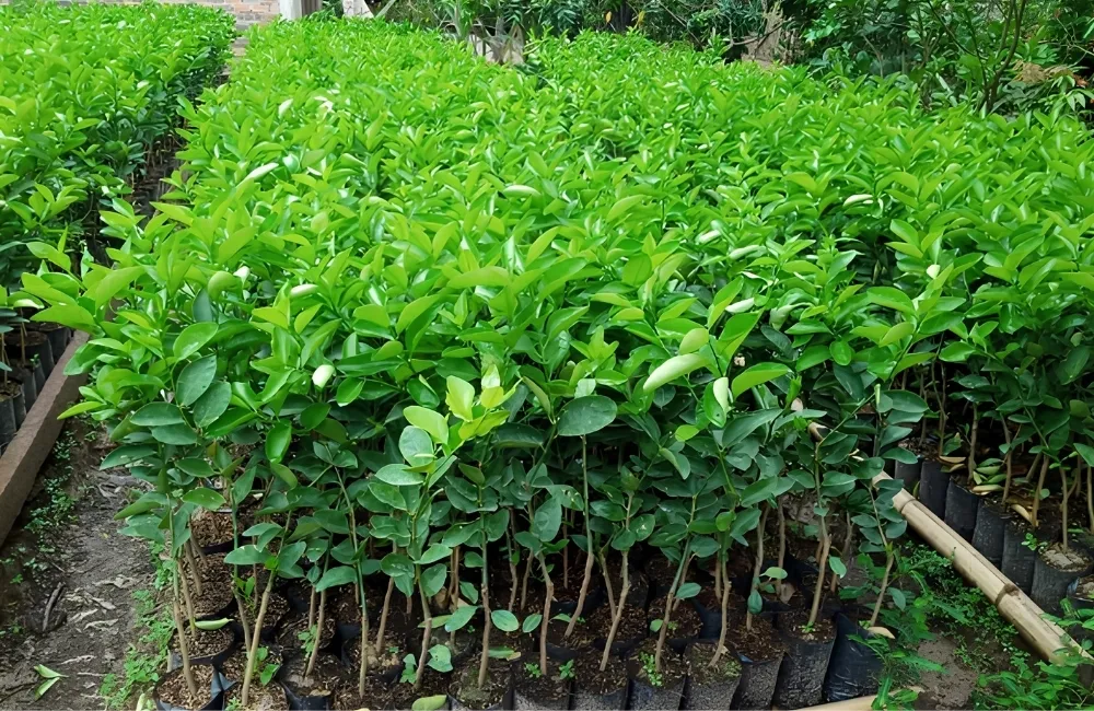 Mua cây chanh không hạt