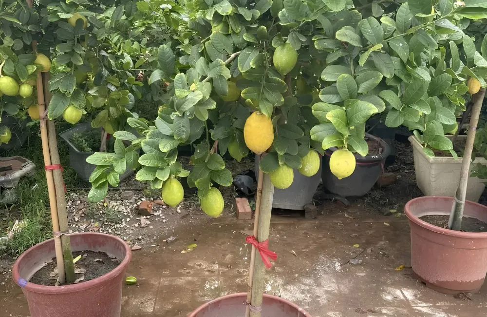 Mua cây Chanh Vàng Mỹ