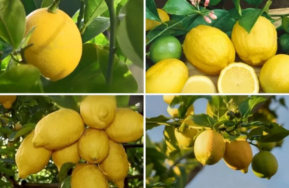 Mua cây Chanh Vàng Mỹ