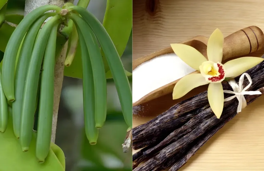 Mua cây Vani đỏ cấy mô