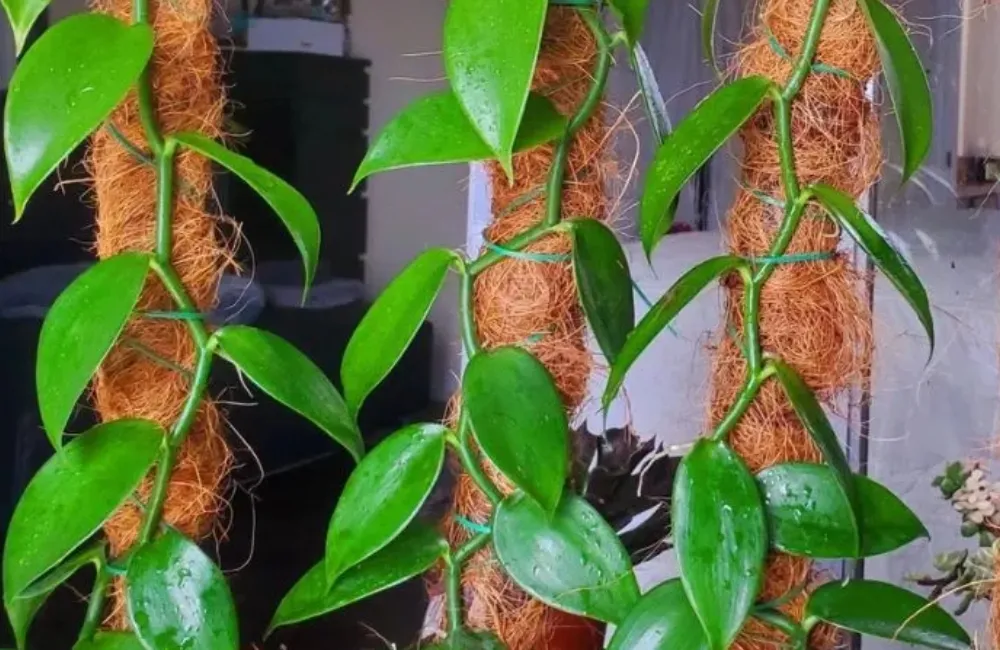 Mua cây Vani đỏ cấy mô