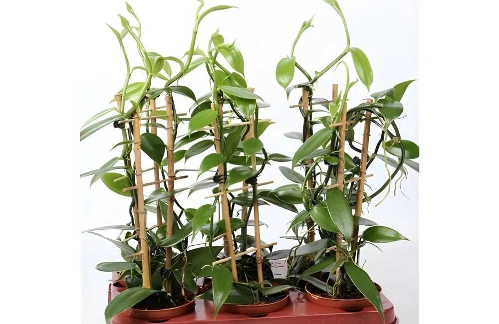 Mua cây Vani đỏ cấy mô