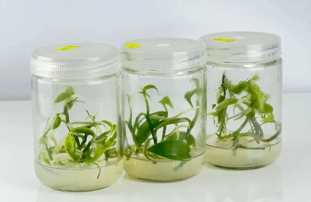 Mua cây Vani đỏ cấy mô
