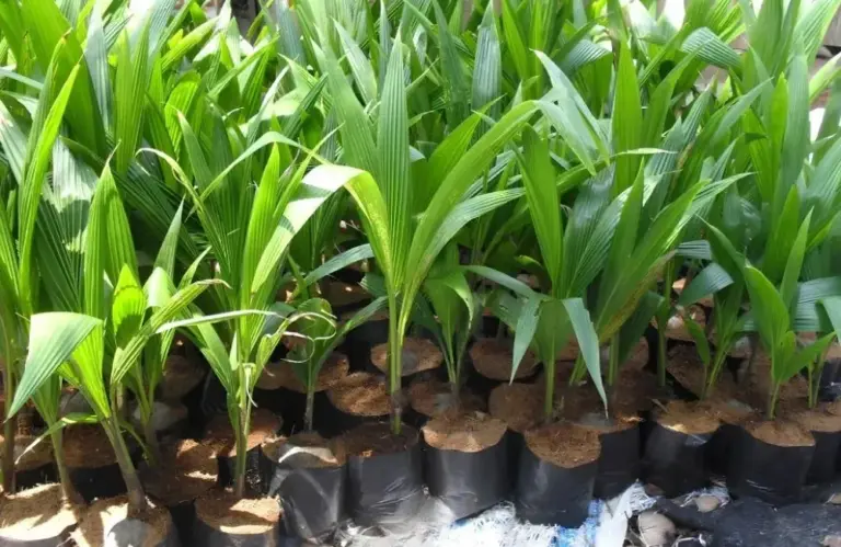 Quy trình nuôi cấy mô Dừa Xiêm Xanh từ vật liệu đến cây giống