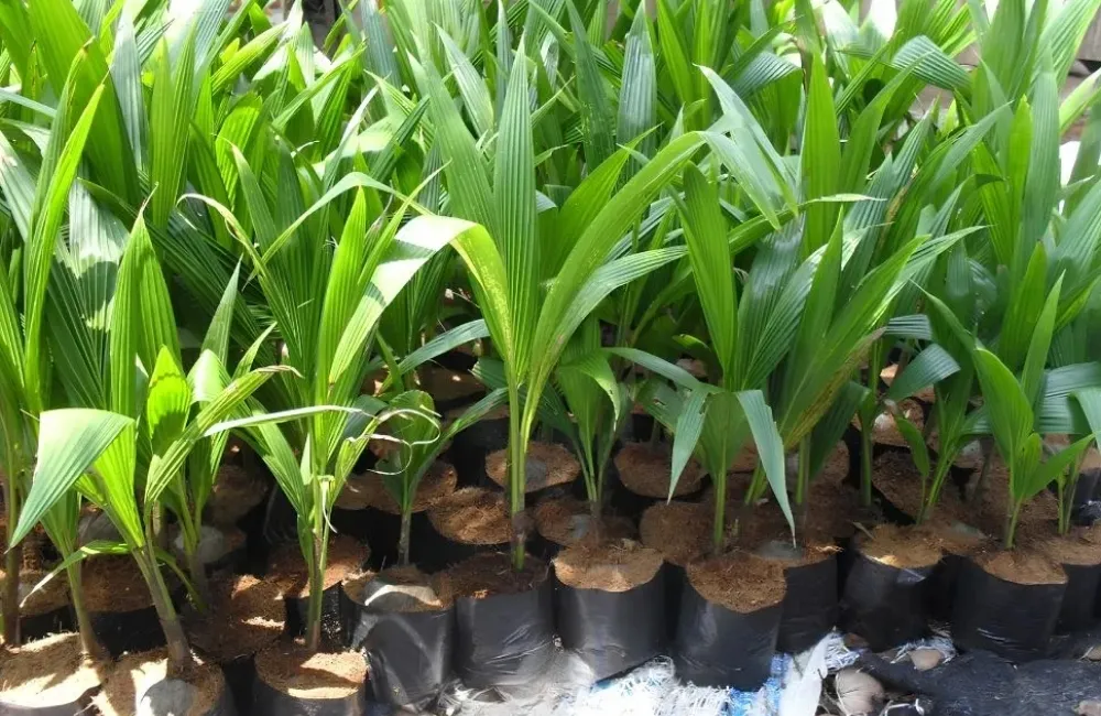 Nuôi cấy mô dừa Xiêm Xanh 