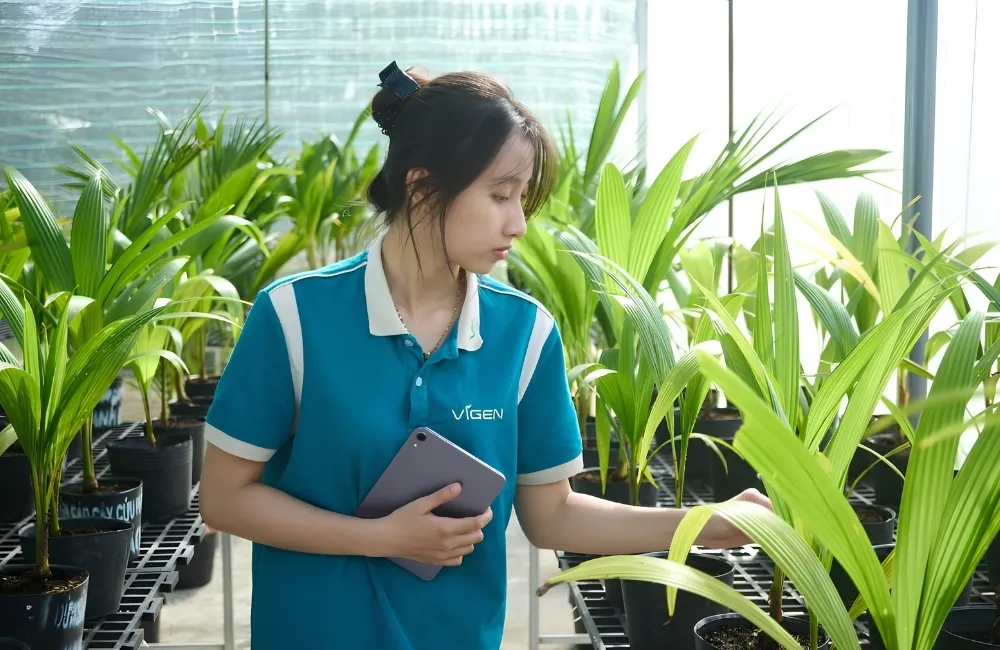 Nuôi cấy mô dừa Xiêm Xanh