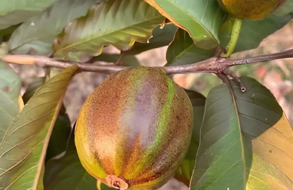 Phân biệt Ổi Kim Cương Đốm
