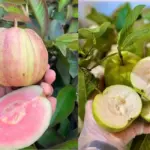 Phân biệt Ổi Kim Cương Đốm với các giống ổi khác