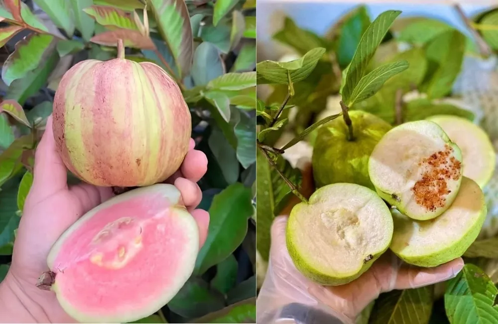 Phân biệt Ổi Kim Cương Đốm