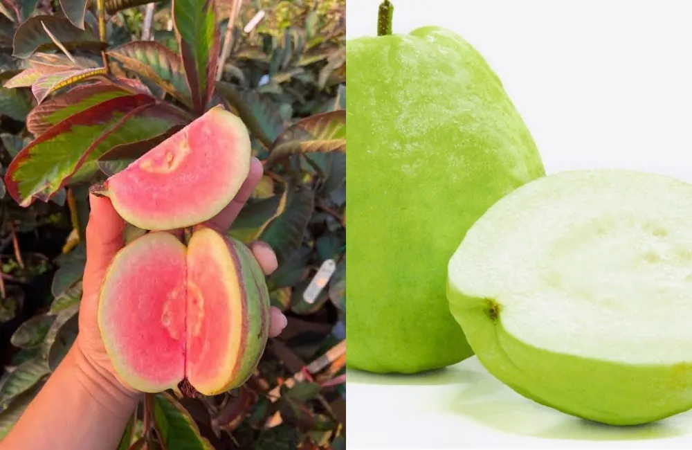Phân biệt Ổi Kim Cương Đốm