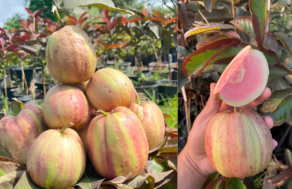 Phân biệt Ổi Kim Cương Đốm