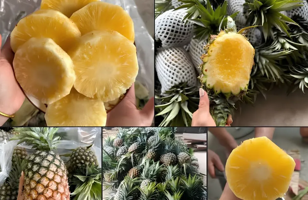 Đặc điểm quả dứa mật Pu Lau không gai