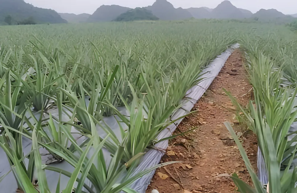 Sâu bệnh trên dứa Phulae