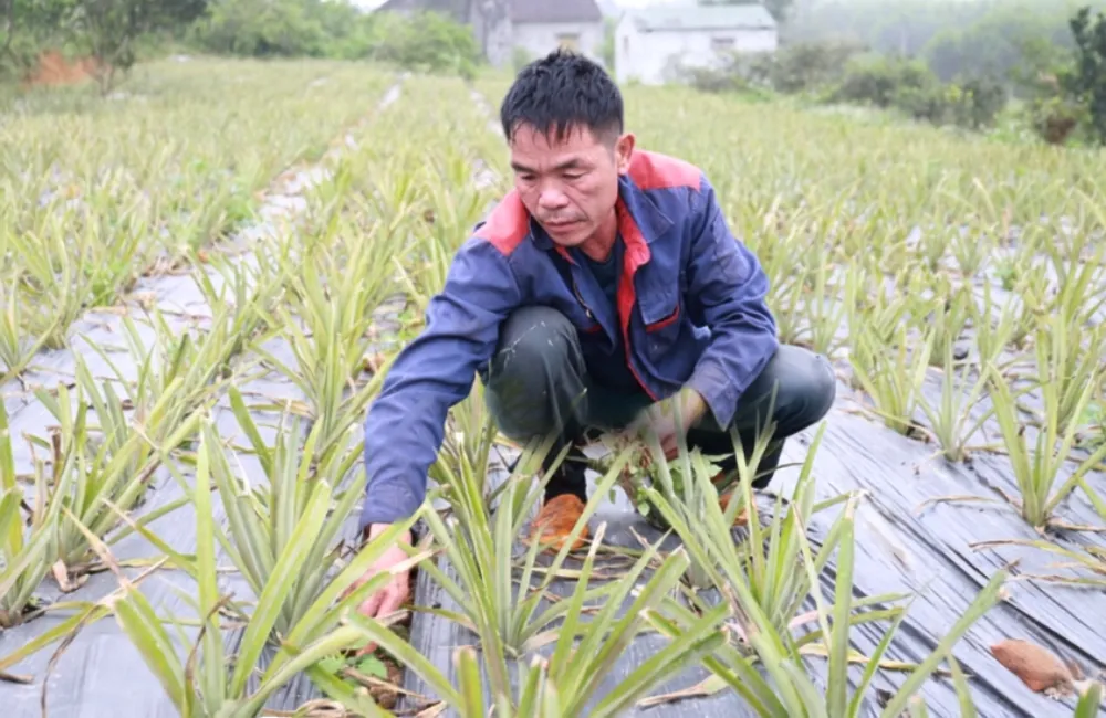 Sâu bệnh trên dứa Phulae
