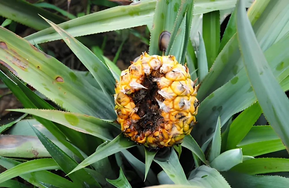 Sâu bệnh trên dứa Phulae