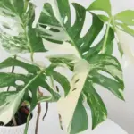 So sánh Monstera Borsigiana Albo cấy mô và giâm thân từ A- Z
