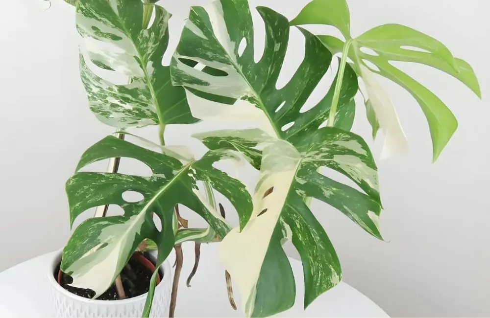 So sánh Monstera Borsigiana Albo cấy mô