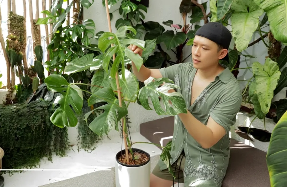 So sánh Monstera Borsigiana Albo cấy mô
