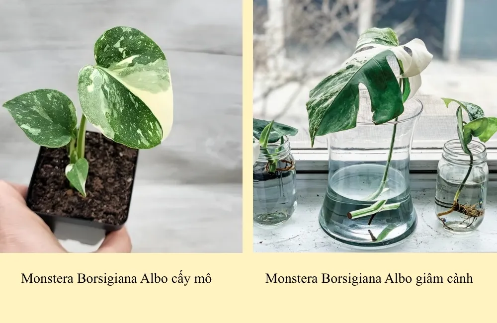 So sánh Monstera Borsigiana Albo cấy mô