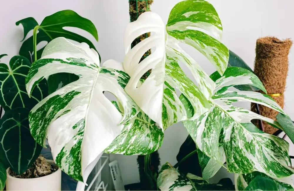 So sánh Monstera Borsigiana Albo cấy mô