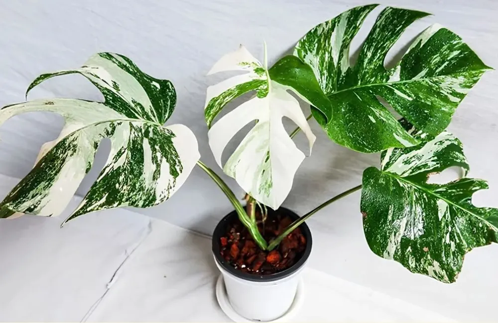 So sánh Monstera Borsigiana Albo cấy mô