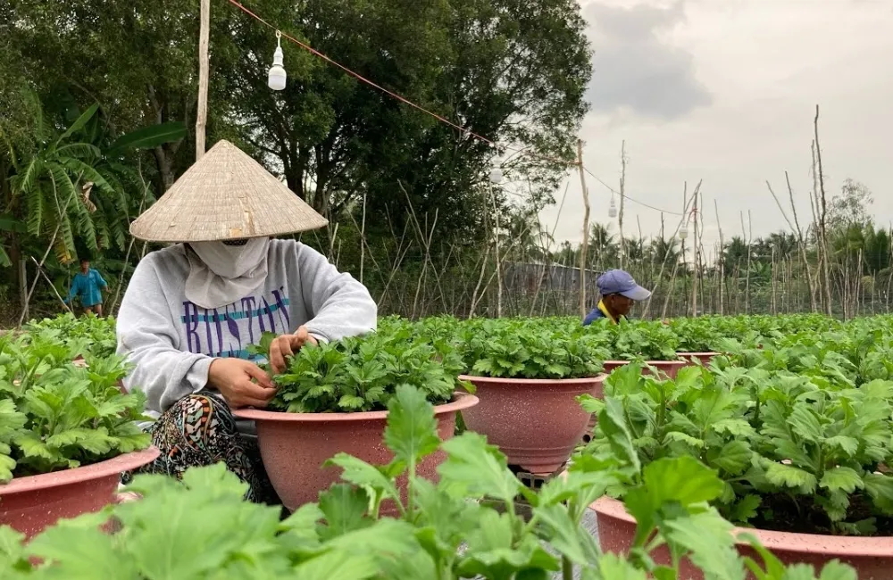 Thời vụ trồng cúc mâm xôi Chợ Lách