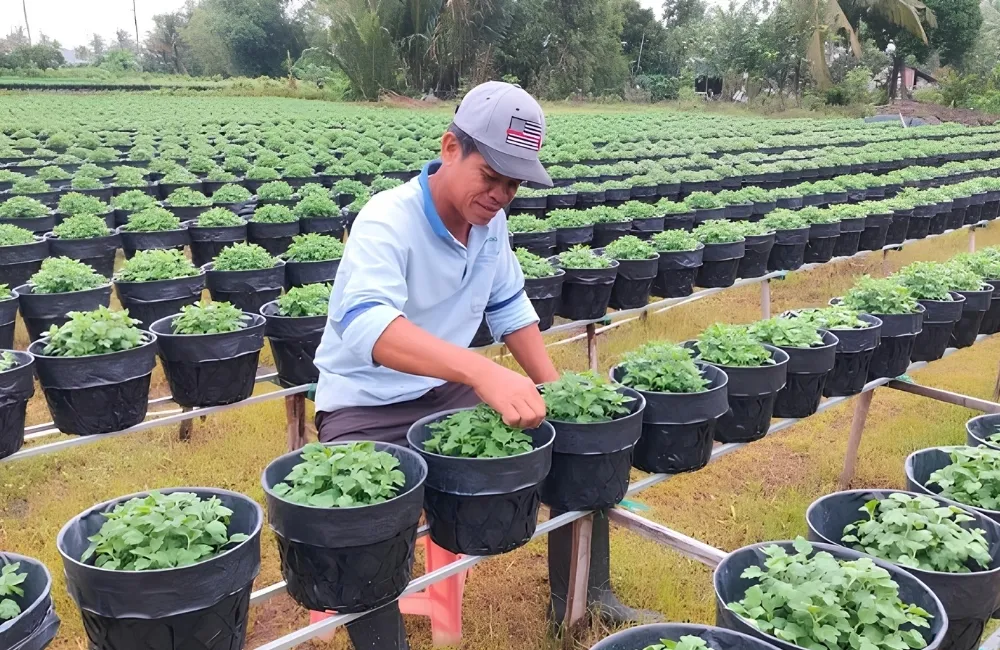 Thời vụ trồng cúc mâm xôi Chợ Lách