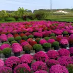 Thời vụ trồng Cúc mâm xôi Chợ Lách cho hoa đẹp, nở đúng dịp tết