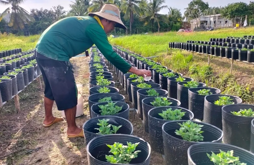 Thời vụ trồng cúc mâm xôi Chợ Lách
