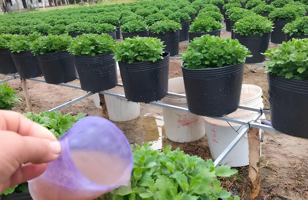 Thời vụ trồng cúc mâm xôi Chợ Lách