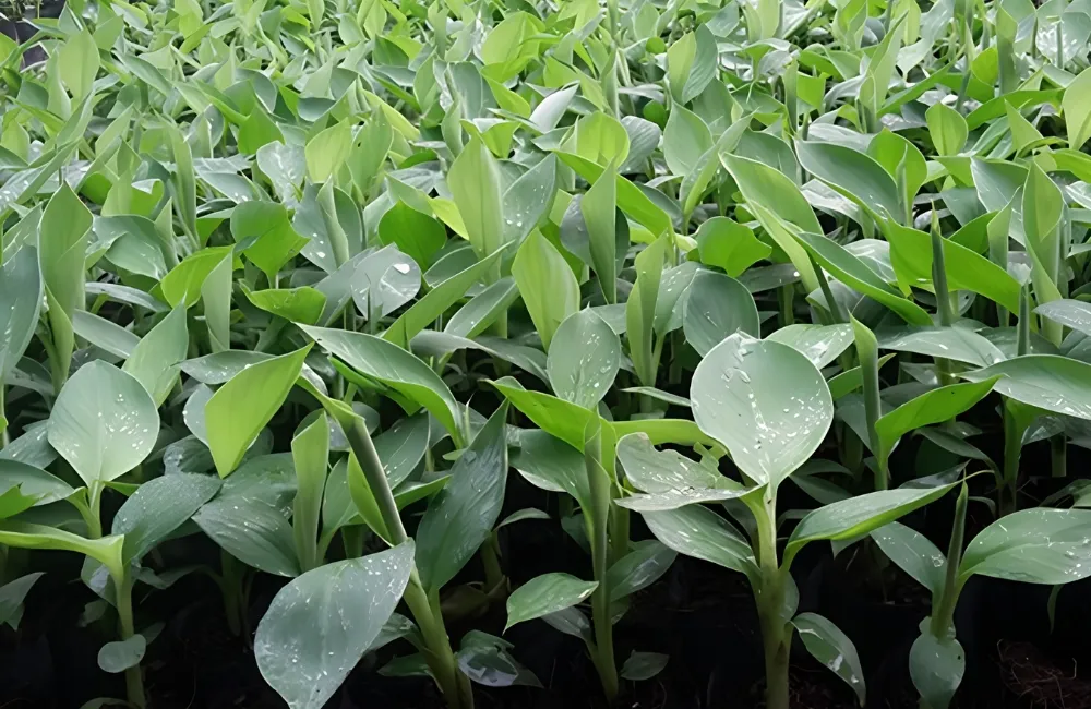 Chuối sứ cấy mô